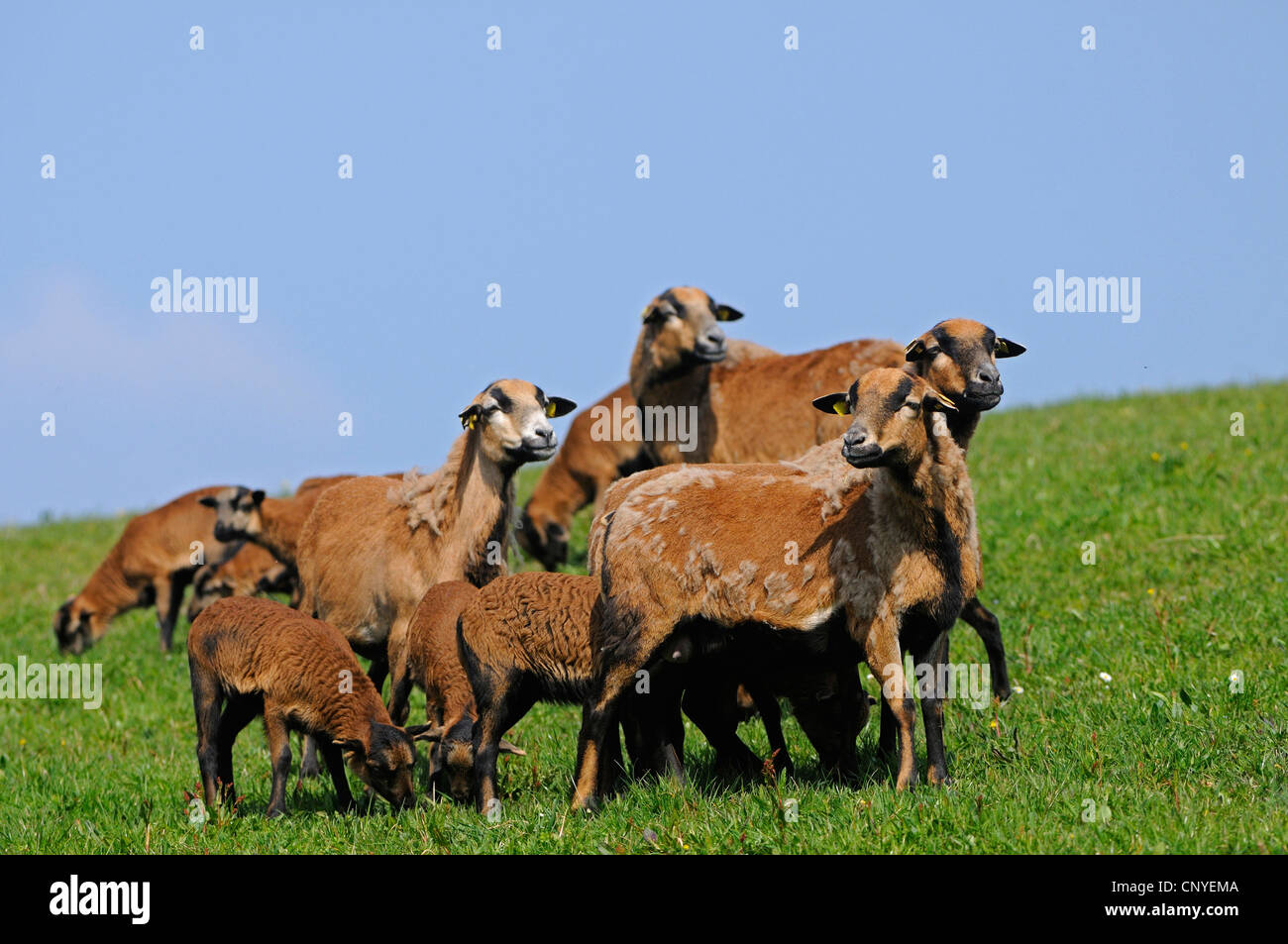 Il Camerun, Camerun pecore (Ovis ammon f. aries), Camerun sheps e agnelli su un pascolo Foto Stock
