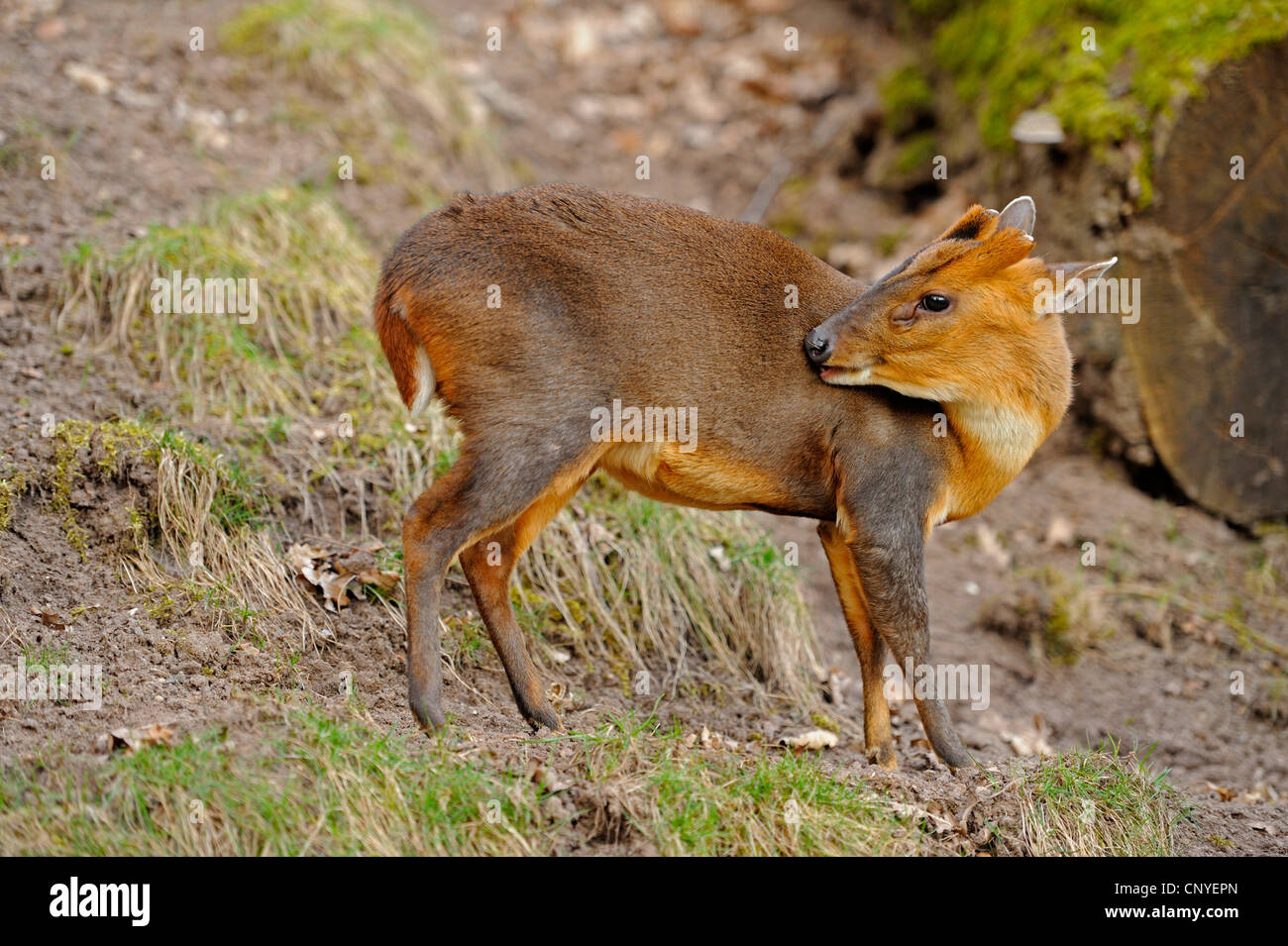 Il cinese muntjac, Reeve's muntjac, Barking deer (Muntiacus reevesi) Foto Stock