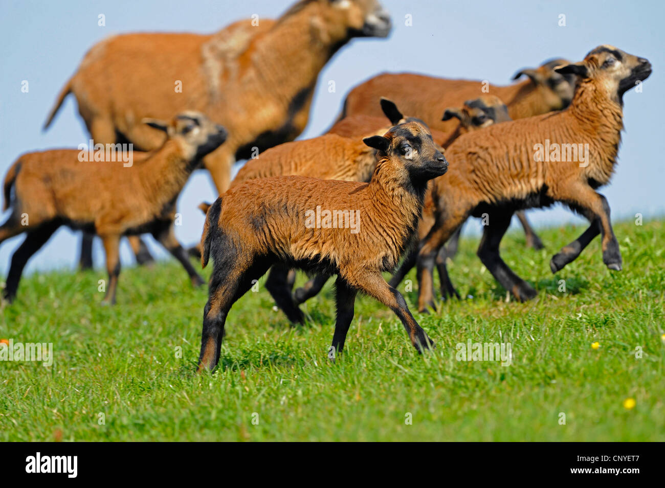 Il Camerun, Camerun pecore (Ovis ammon f. aries), Camerun pecore su un pascolo Foto Stock