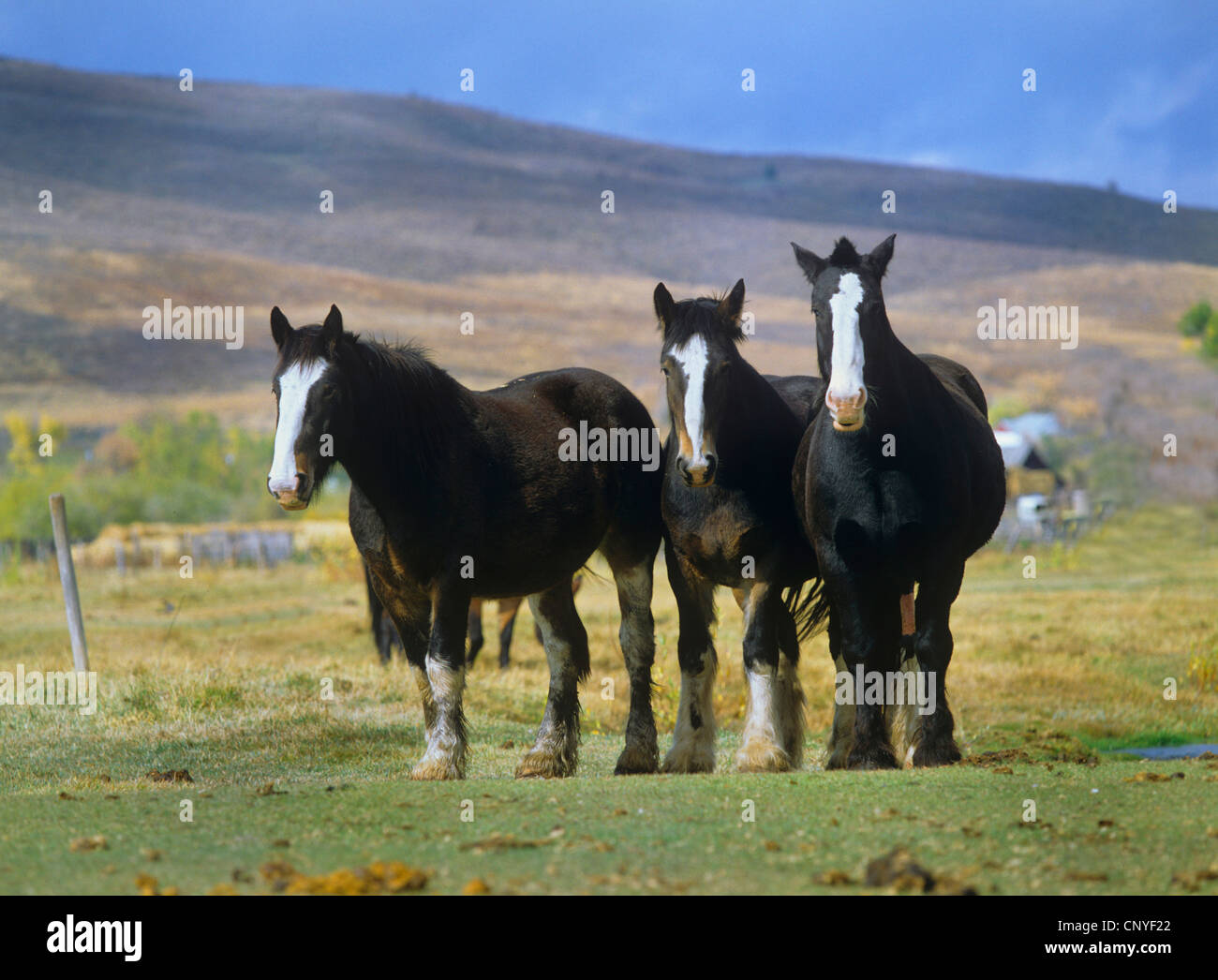 Shire cavallo (Equus przewalskii f. caballus), allevamento in una collina e il paesaggio di prato Foto Stock