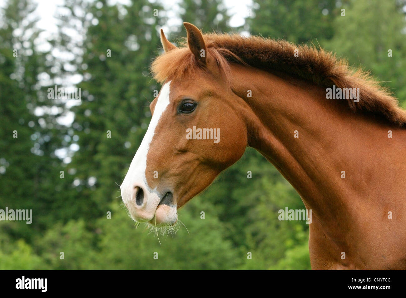 Cavalli domestici (Equus przewalskii f. caballus), masticare, Germania Foto Stock