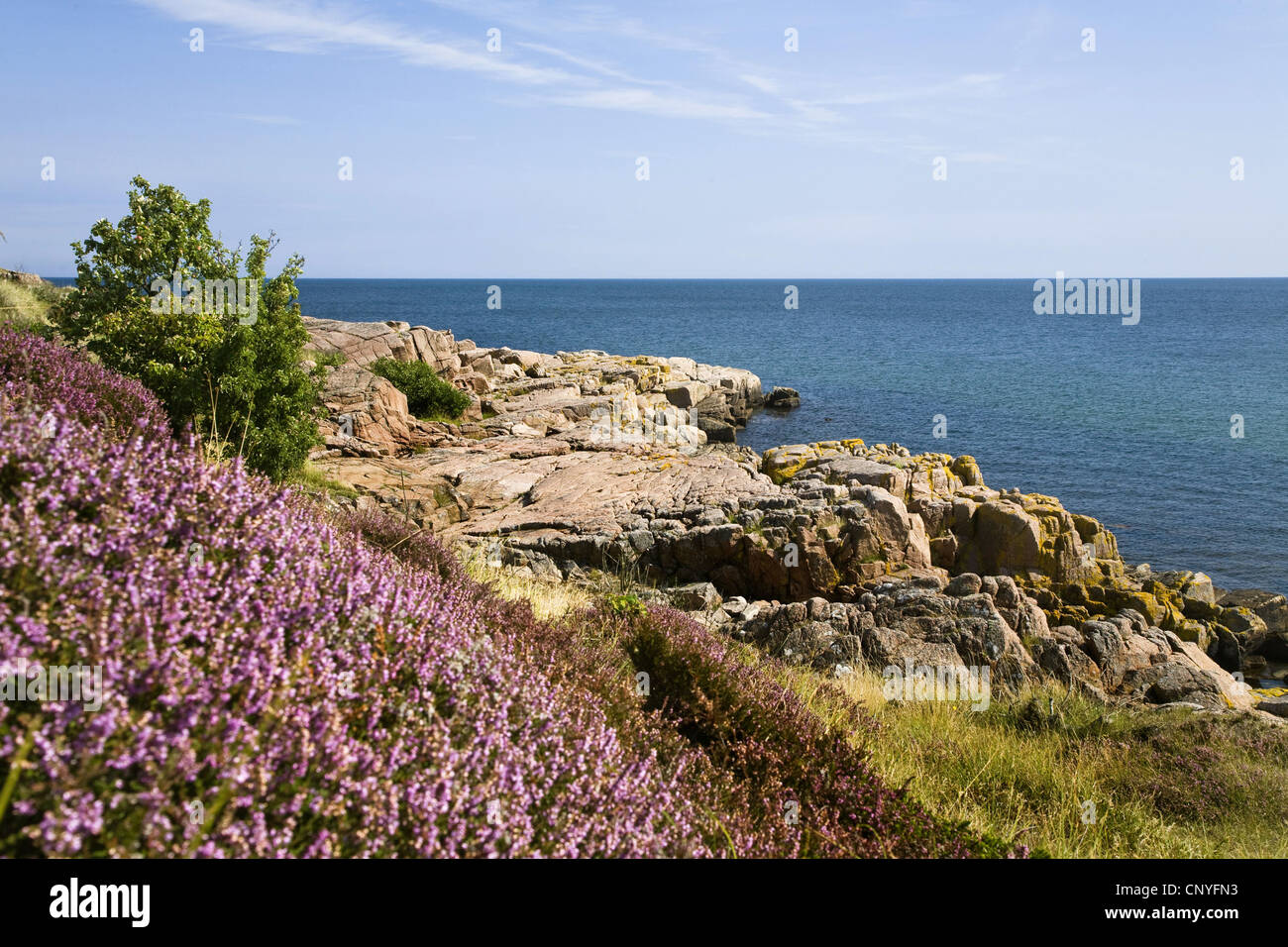 Heather, molva (Calluna vulgaris), vista panoramica sul mare da scogliere a punta settentrionale dell'isola, Danimarca, Bornholm Hammeren, martello Odde Foto Stock