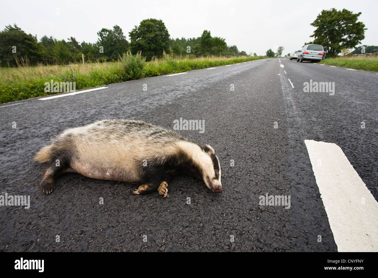 Il vecchio mondo badger, Eurasian badger (Meles meles), animale eseguire oltre sulla strada di un paese, la Svezia, Smaland Foto Stock