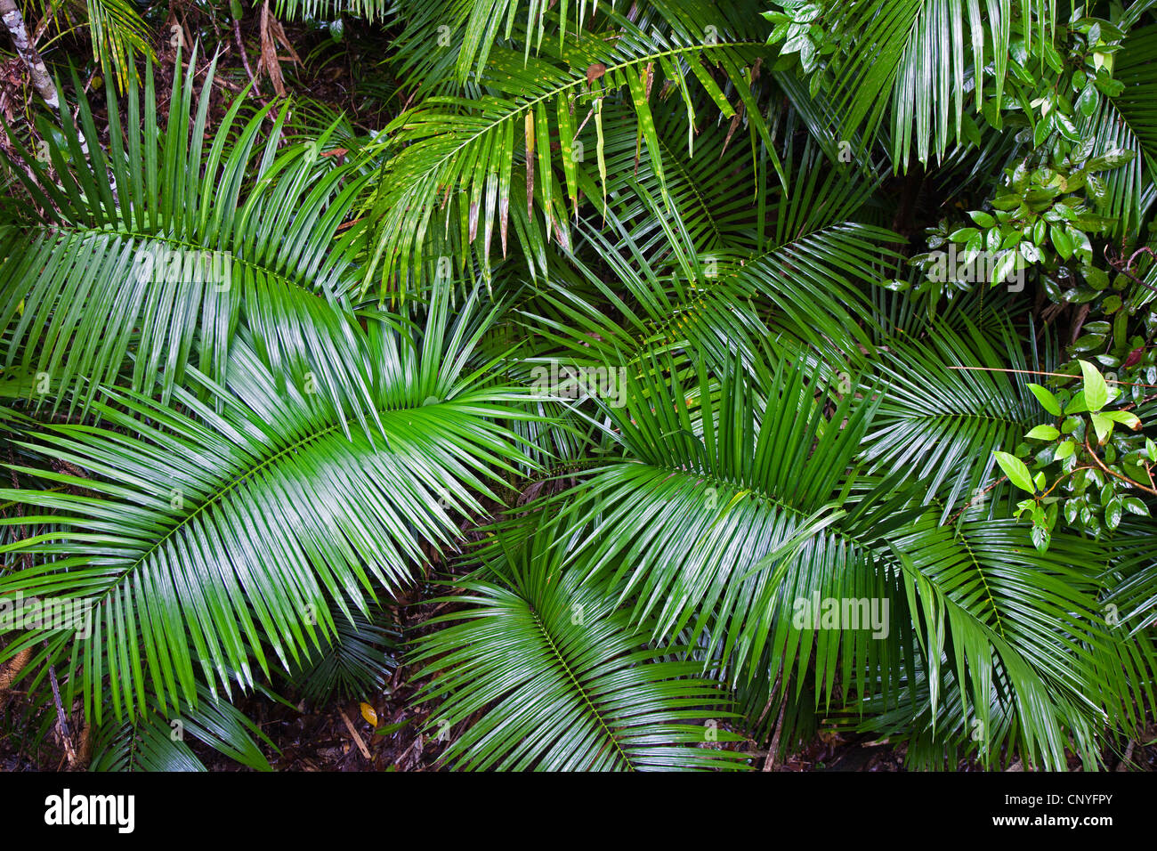 Foglie di palmo nella foresta pluviale, Australia, Queensland, Mossmann Gorge National Park Foto Stock