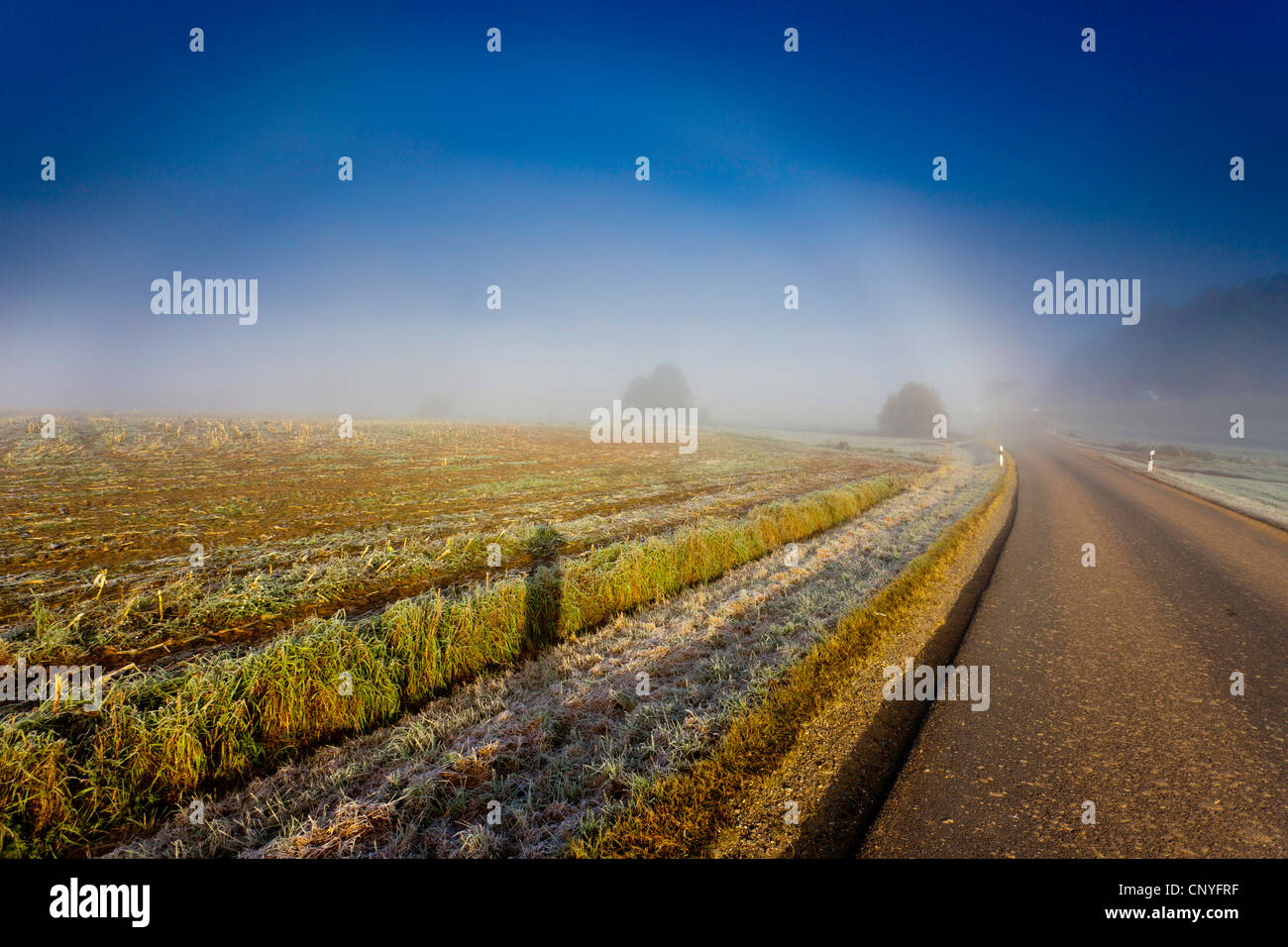 Paesaggio di campo nella nebbia mattutina , Germania, Sassonia, Vogtland, Vogtlaendische Schweiz Foto Stock