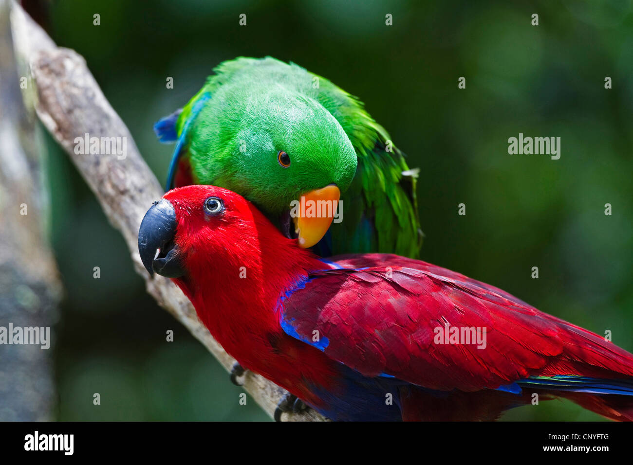 Eclectus parrot (Eclectus roratus), coppia di toelettatura, Australia, Queensland, Cape York Peninsula Foto Stock