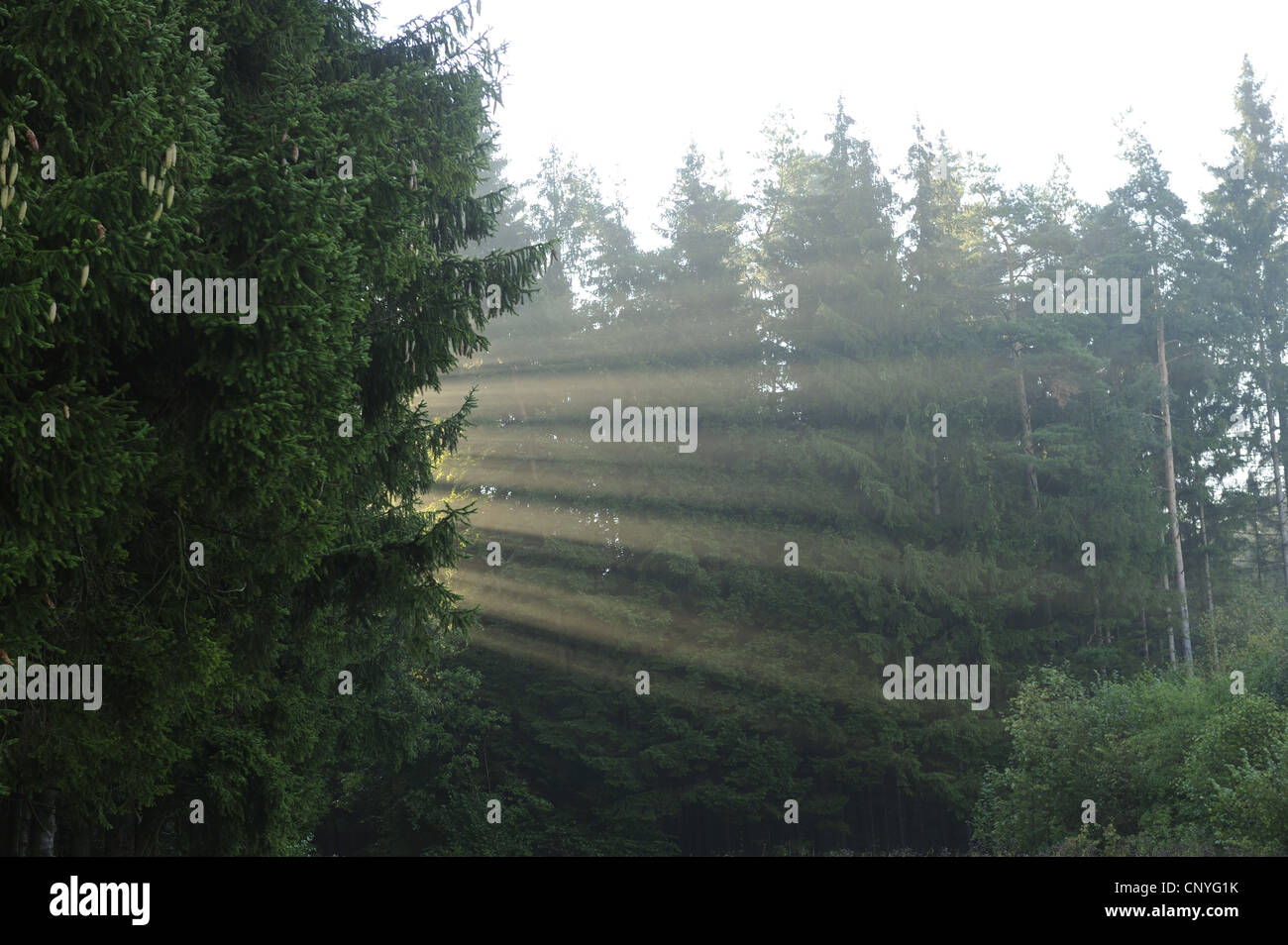 Raggi di sole la rottura anche se la foresta di conifere, in Germania, in Baviera, il Palatinato Superiore Foto Stock