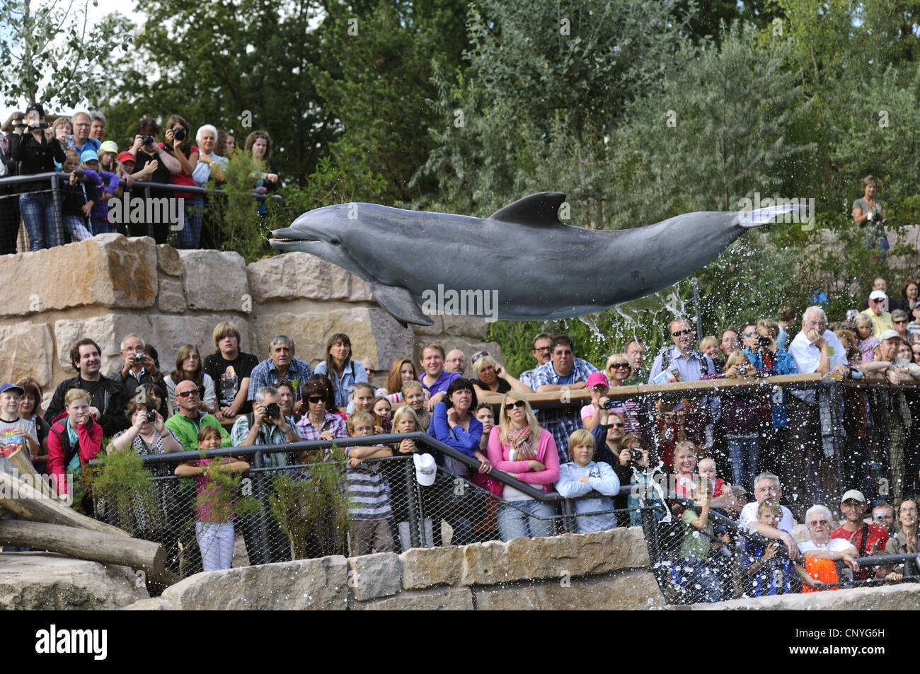 Bottlenosed dolphin, comune bottiglia di delfini dal naso (Tursiops truncatus), saltando di fronte ai visitatori di uno spettacolo di delfini Foto Stock