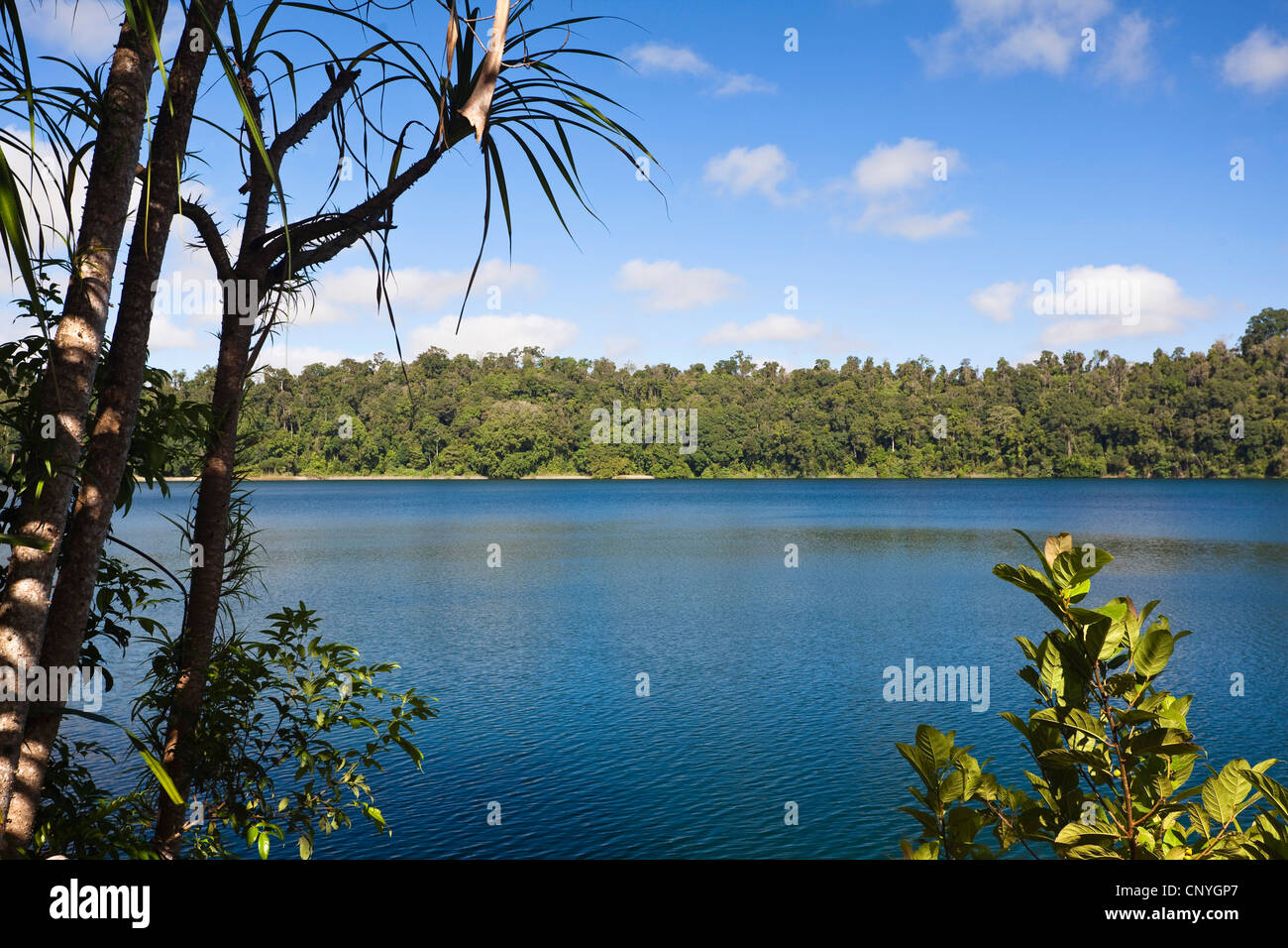 Lago Eacham, Australia, Queensland, altopiano di Atherton, laghi cratere Parco Nazionale Foto Stock