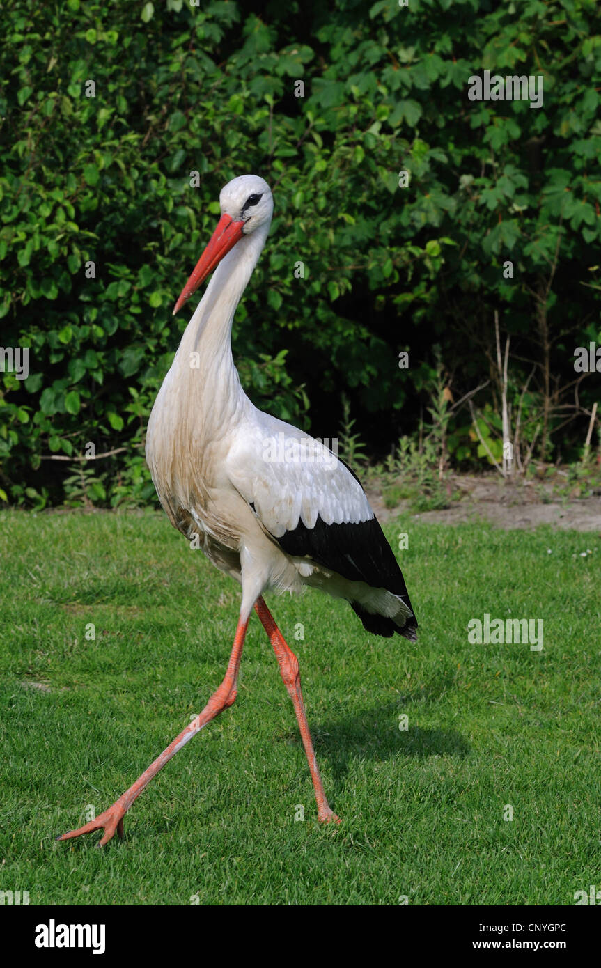 Cicogna bianca (Ciconia ciconia), stalking nel prato, Paesi Bassi, Cadzand Foto Stock
