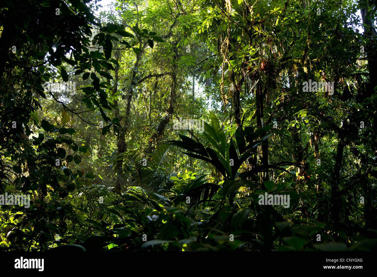 Presto la luce del sole nella fitta giungla del Braulio Carrillo National Park, Costa Rica, America Centrale Foto Stock