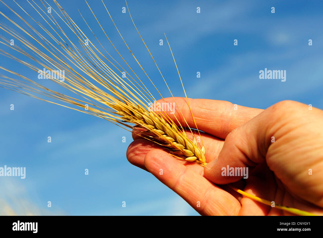 Orzo (Hordeum vulgare), orzo orecchio in una mano Foto Stock