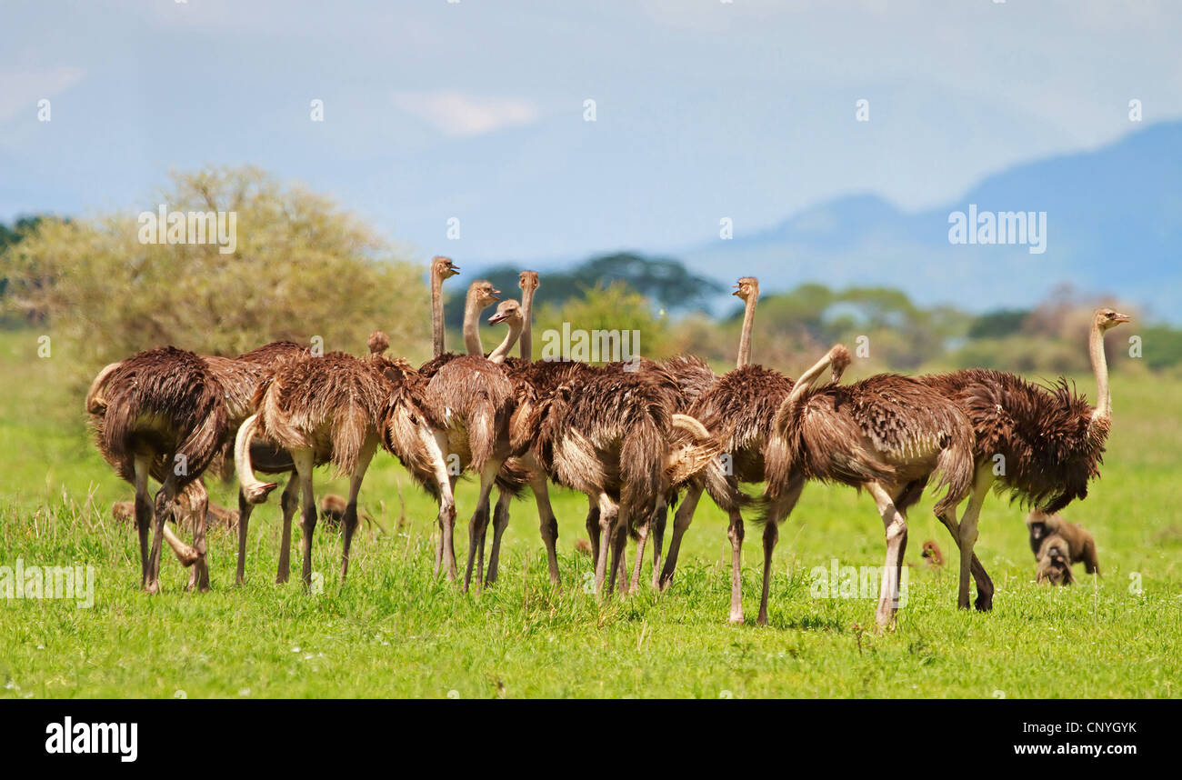 (Struzzo Struthio camelus), famiglia, Tanzania, Serengeti NP Foto Stock