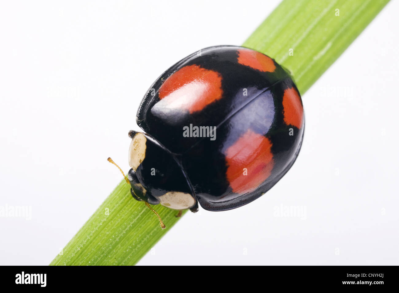 Due spot coccinella, 2-spot ladybird (Adalia bipunctata), scuro forma, Germania Foto Stock