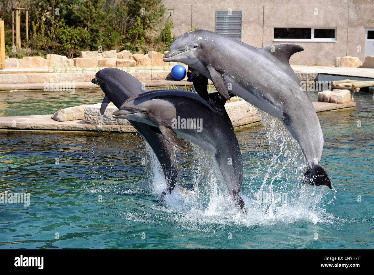 Bottlenosed dolphin, comune bottiglia di delfini dal naso (Tursiops truncatus), tre delfini in un dolpinarium salta fuori dell'acqua Foto Stock