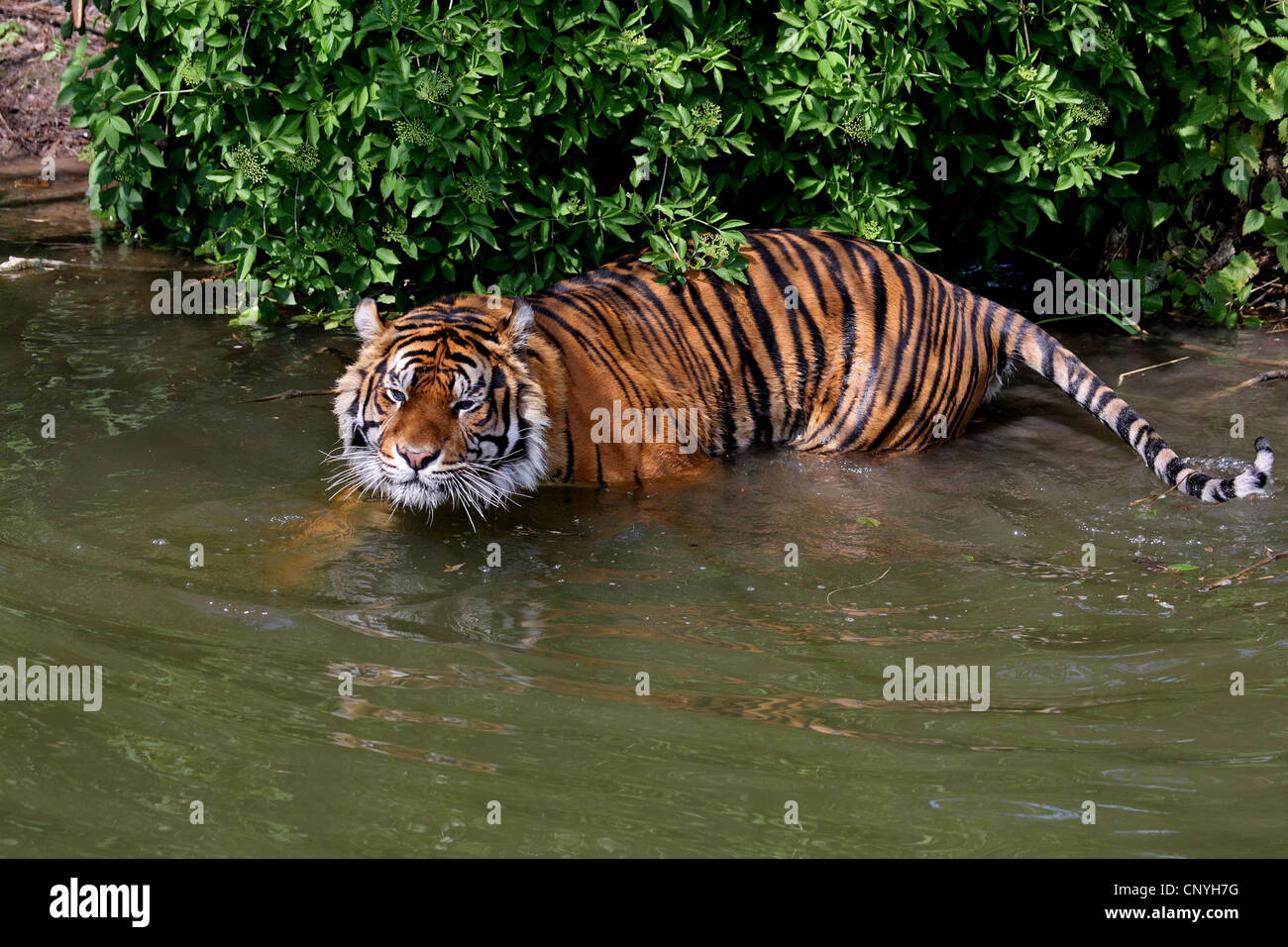 La tigre di Sumatra (Panthera tigris sumatrae), in acqua Foto Stock