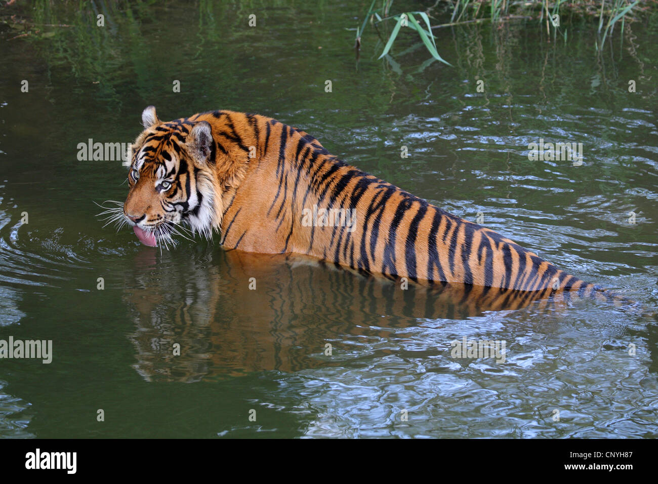 La tigre di Sumatra (Panthera tigris sumatrae), in acqua Foto Stock