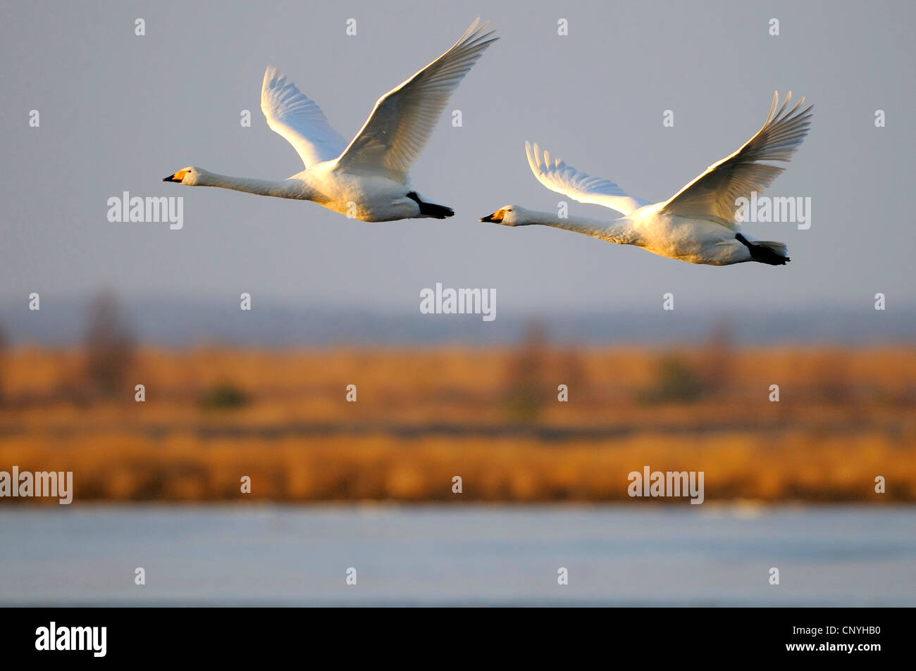 Whooper swan (Cygnus Cygnus), due battenti cigni, Germania, Bassa Sassonia, Goldenstedter Moor Foto Stock