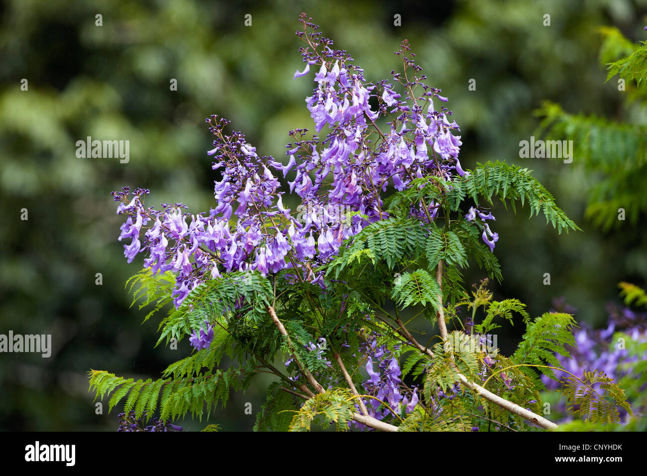Jacaranda (Jacaranda mimosifolia), fioritura, Australia, Queensland, altopiano di Atherton Foto Stock