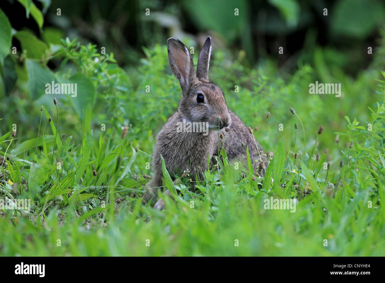 Coniglio europeo (oryctolagus cuniculus), seduta in erba, Germania Foto Stock