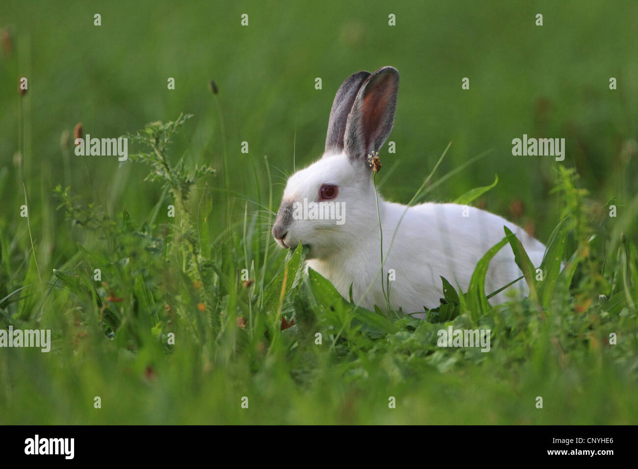 Coniglio europeo (oryctolagus cuniculus), alimentazione di Albino Foto Stock