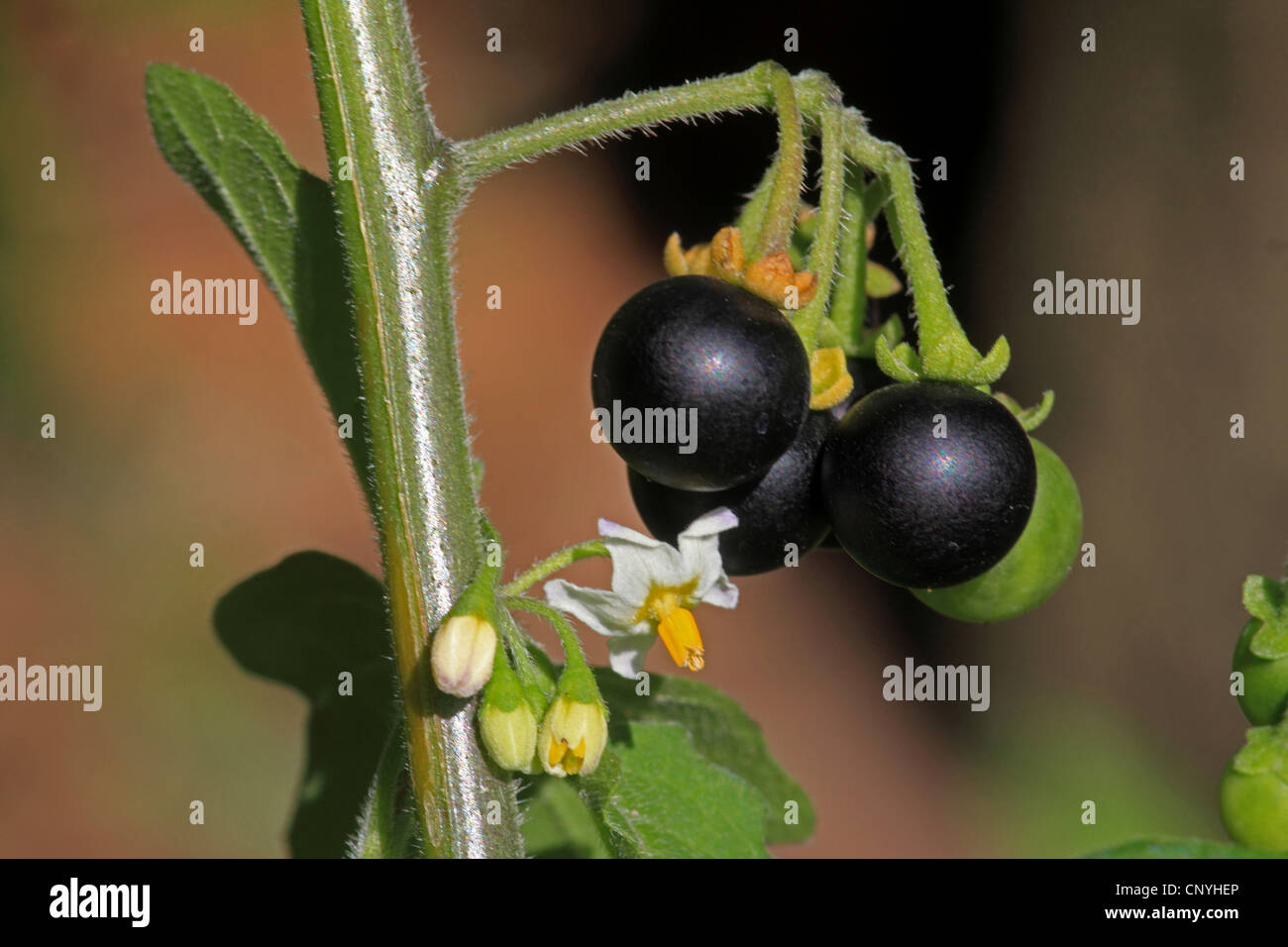 Comune di nightshade, erba morella (Solanum nigrum), di fiori e di frutti, Germania Foto Stock