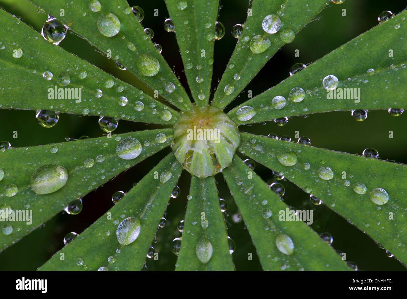 Lupino (Lupinus spec.), acqua goccia su una foglia di lupino Foto Stock