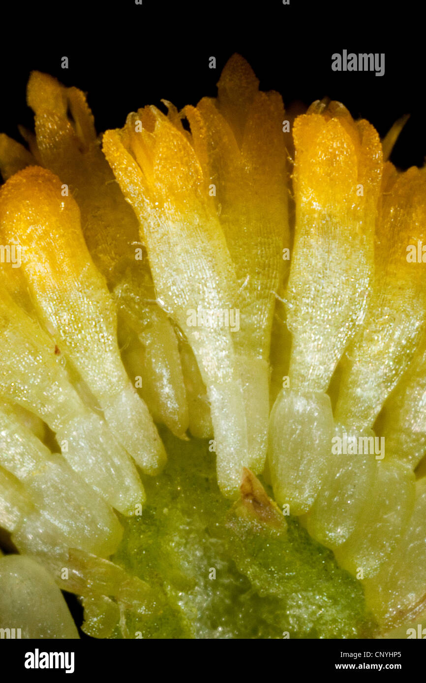 Daisy comune, prato daisy, inglese daisy (Bellis perennis), ripresa macro di fiori tubolari Foto Stock