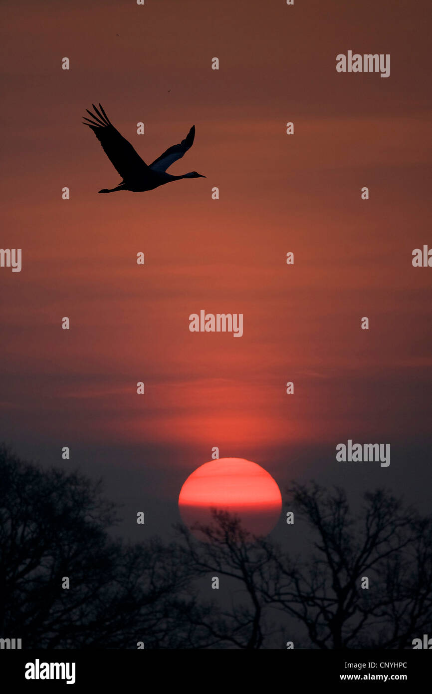 Comune, gru gru eurasiatica (grus grus), silhouette di un flying birt nella parte anteriore del sole di setting, Svezia Foto Stock