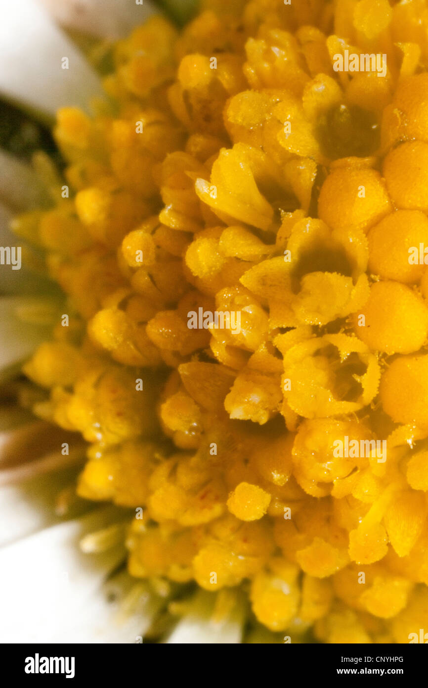 Daisy comune, prato daisy, inglese daisy (Bellis perennis), ripresa macro di fiori tubolari Foto Stock