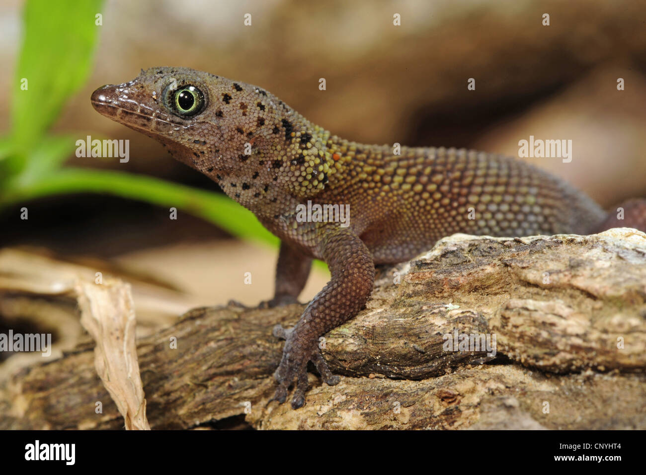 Bay Island almeno Gecko Bay Island dwarf gecko (Sphaerodactylus rosaurae), seduto su un ramo, Honduras, Roatan, isole di Bay Foto Stock