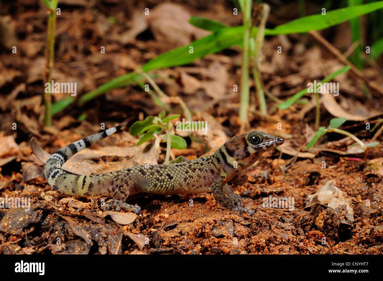 Bay Island almeno Gecko Bay Island dwarf gecko (Sphaerodactylus rosaurae), seduto a terra, Honduras, Roatan, isole di Bay Foto Stock