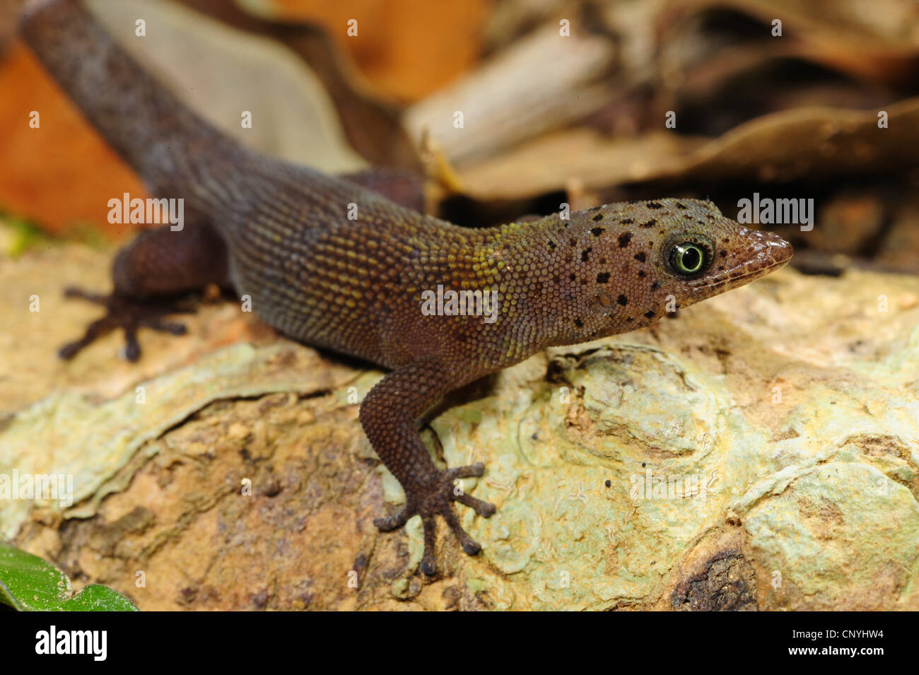 Bay Island almeno Gecko Bay Island dwarf gecko (Sphaerodactylus rosaurae), seduta su una roccia, Honduras, Roatan, isole di Bay Foto Stock