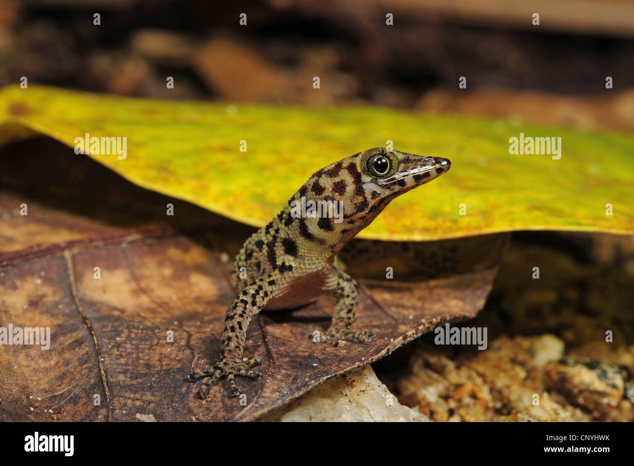 Bay Island almeno Gecko Bay Island dwarf gecko (Sphaerodactylus rosaurae), seduta su una foglia, Honduras, Roatan, isole di Bay Foto Stock