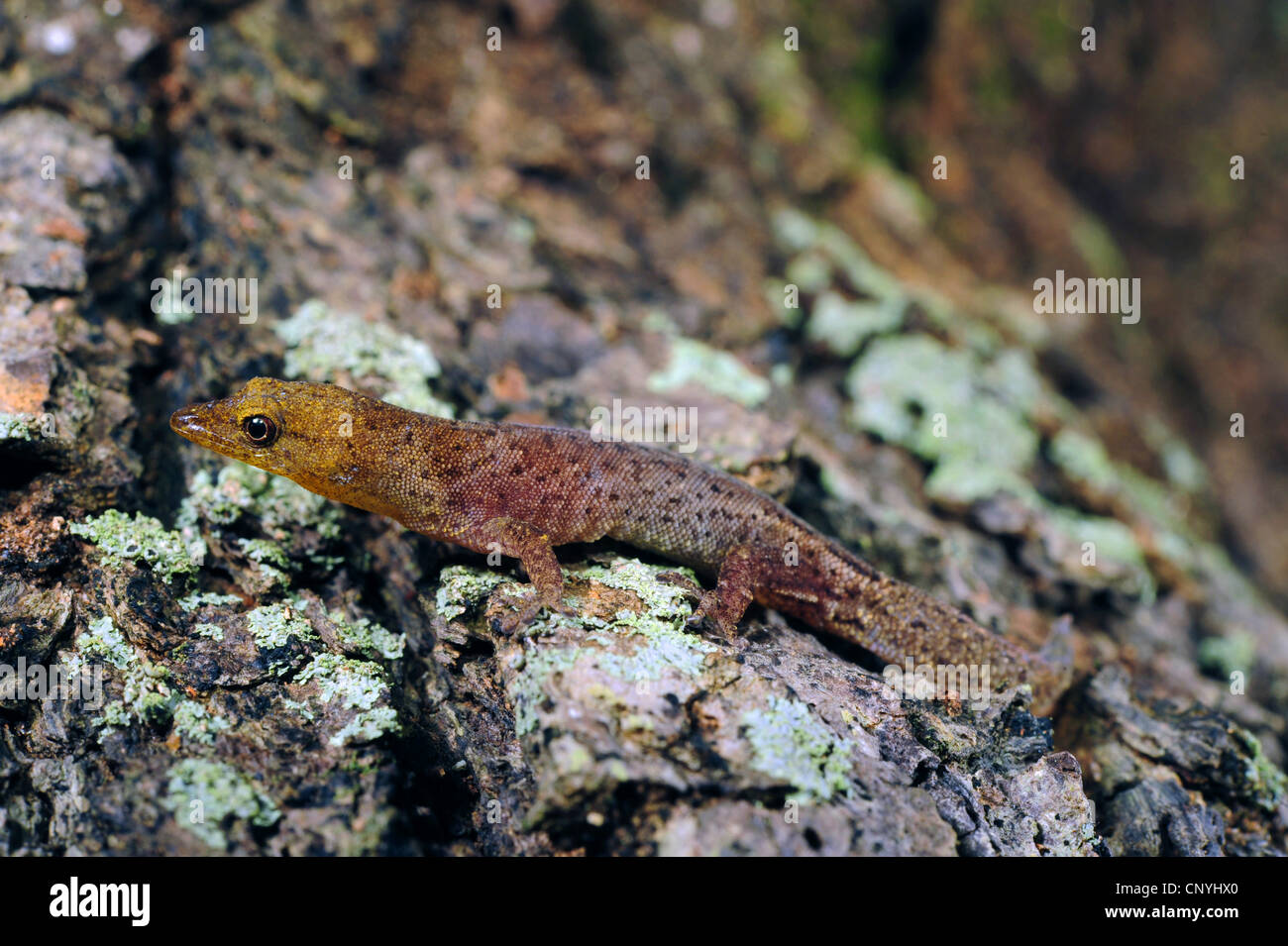 Bay Island almeno Gecko Bay Island dwarf gecko (Sphaerodactylus rosaurae), seduti su un tronco di albero, Honduras, Roatan, isole di Bay Foto Stock