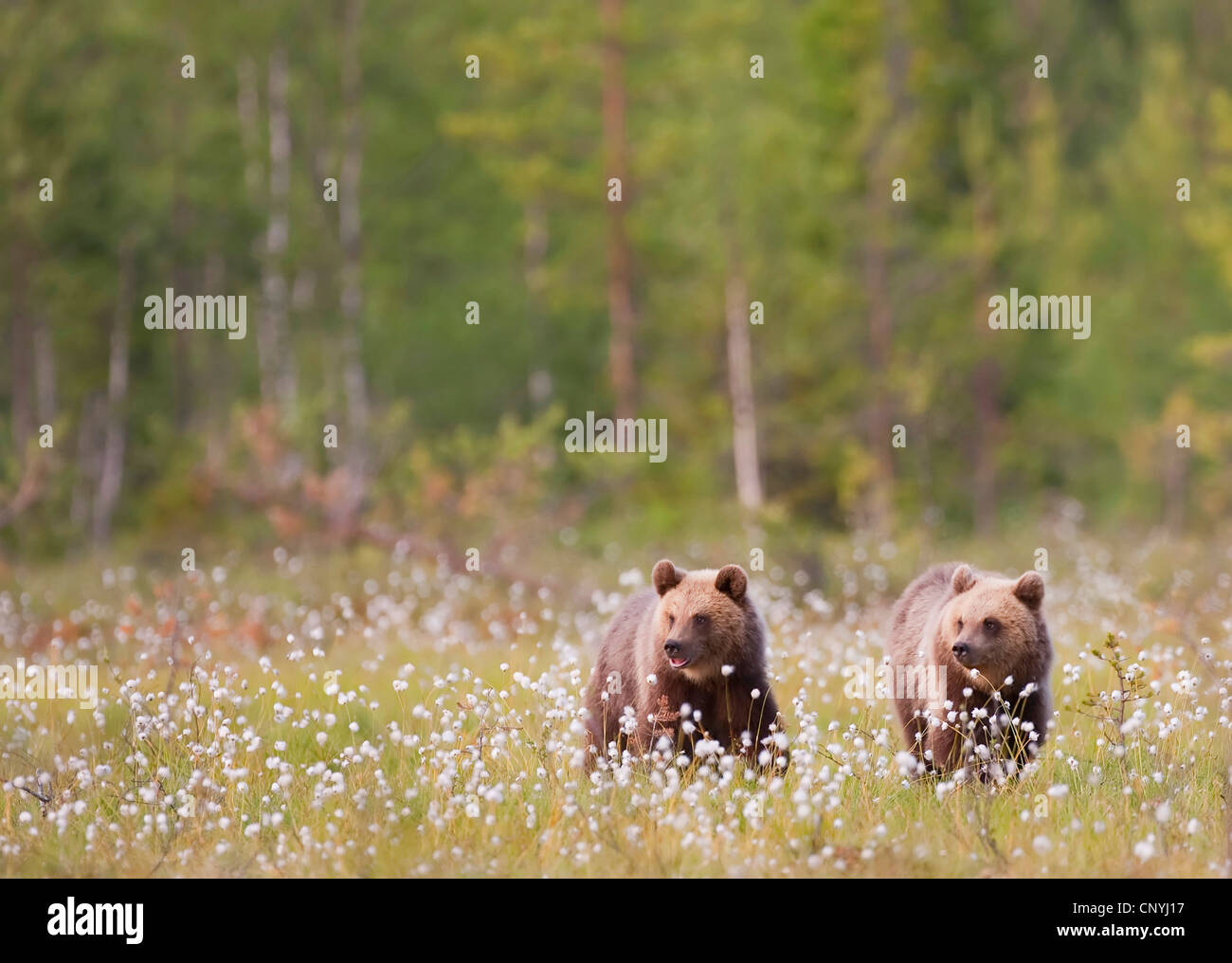 Unione l'orso bruno (Ursus arctos arctos), due giovani in piedi in erba di cotone in un luminoso bosco di conifere, Finlandia, Suomassalmi Foto Stock