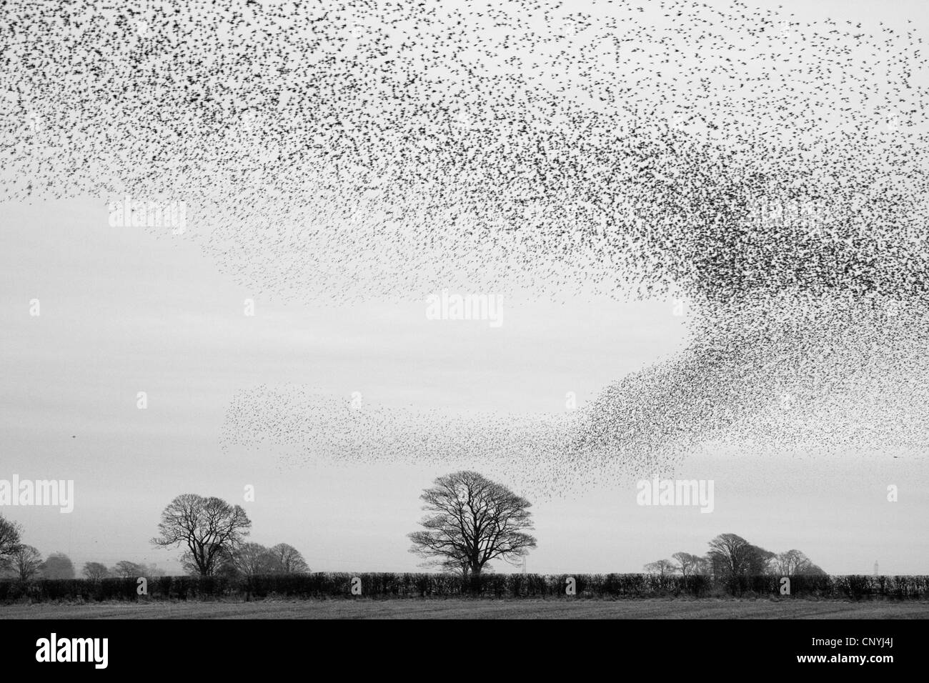 Starling comune (Sturnus vulgaris), sky su un prato paesaggio nero da un gregge di volo, Regno Unito, Scozia Foto Stock