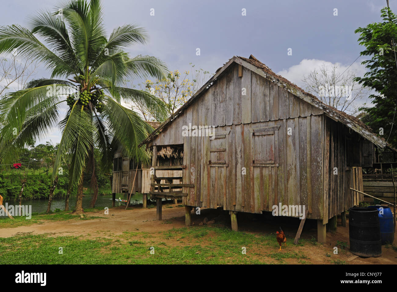 Legno Casa Stilt nella foresta pluviale tropicale, Honduras, La Mosquitia, Las Marias Foto Stock