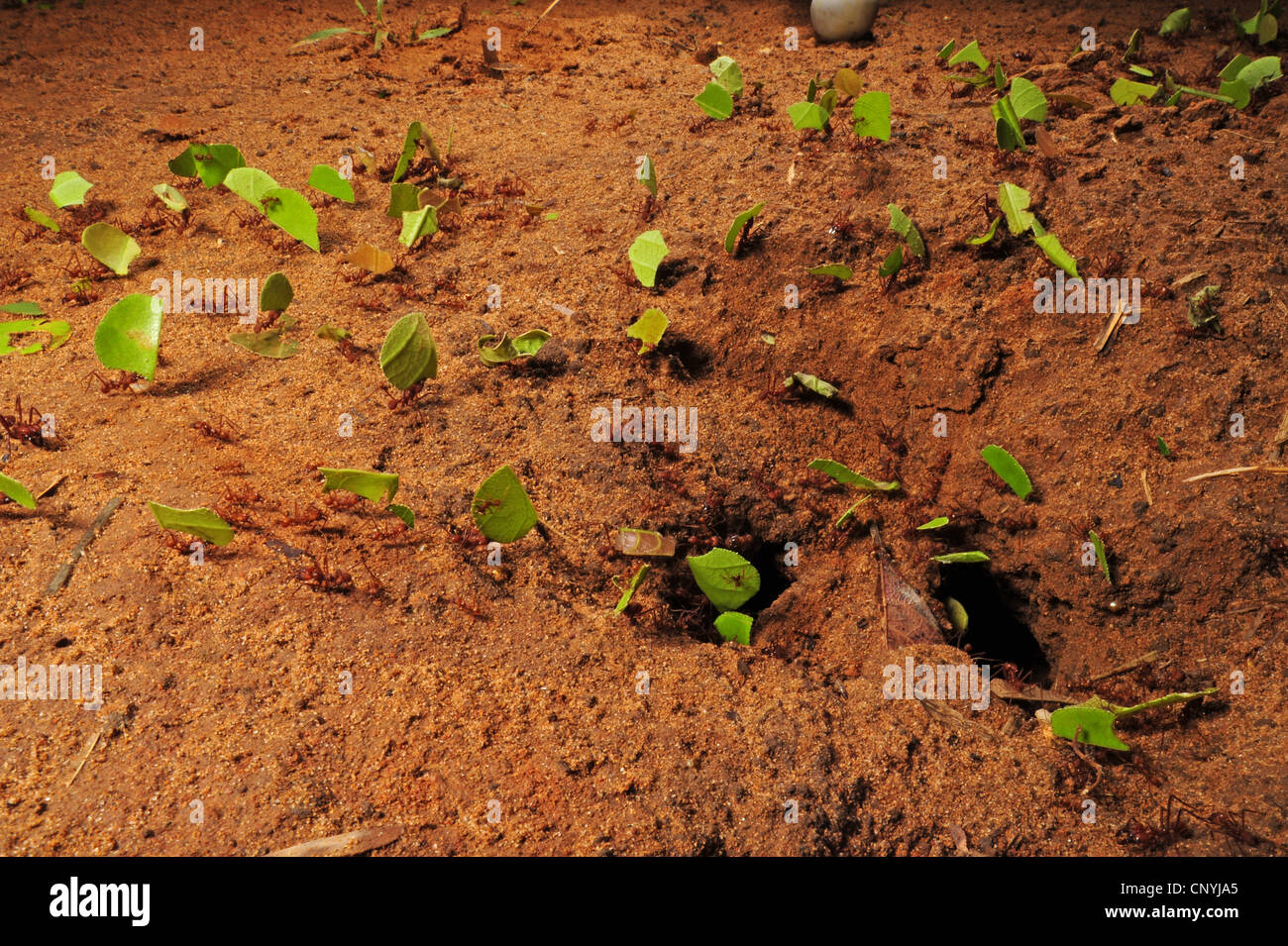 Leafcutting ant (Atta spec.), un grande numero di animali porta con sé pezzi di foglie nella sotterranea den, Honduras, La Mosquitia, Las Marias Foto Stock