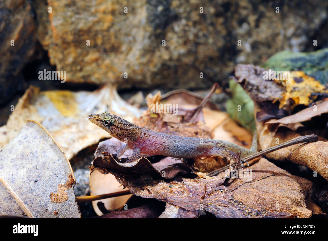Avvistato gecko nana, pezzata gecko (Sphaerodactylus millepunctatus), uno dei più piccoli del mondo gechi seduto su foglie secche, Honduras, Roatan, isole di Bay Foto Stock