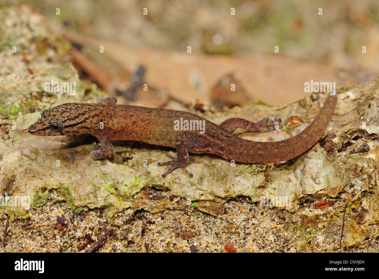 Avvistato gecko nana, pezzata gecko (Sphaerodactylus millepunctatus), uno dei più piccoli del mondo gechi seduta sul suolo della foresta, Honduras, Roatan, isole di Bay Foto Stock