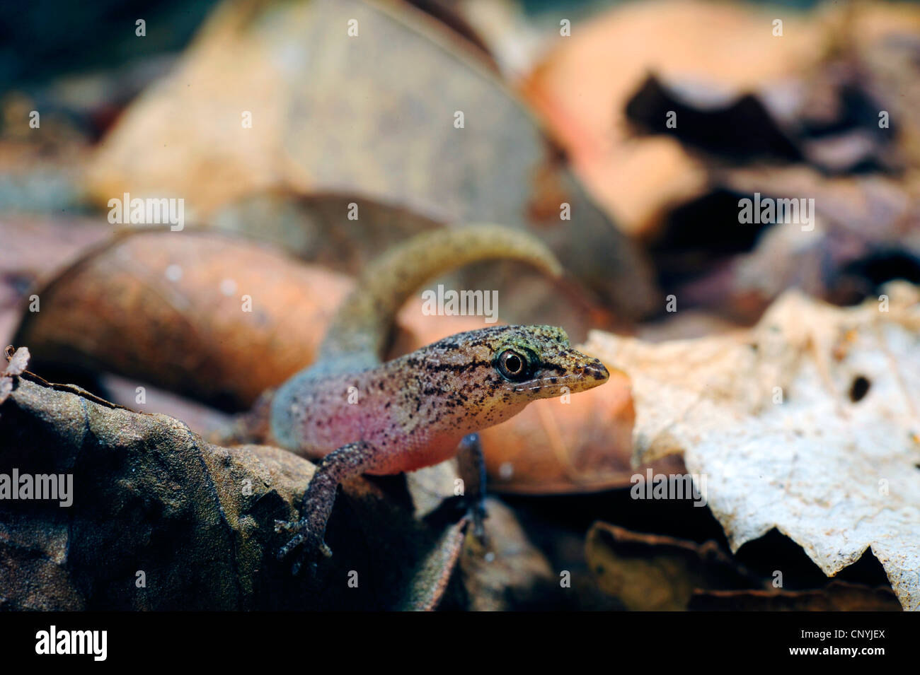 Avvistato gecko nana, pezzata gecko (Sphaerodactylus millepunctatus), uno dei più piccoli del mondo gechi seduto su foglie secche, Honduras, Roatan, isole di Bay, Islas de la Baha Foto Stock