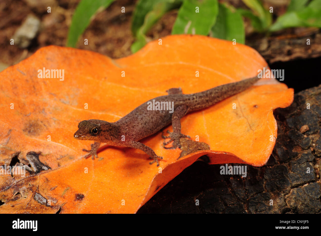 Avvistato gecko nana, pezzata gecko (Sphaerodactylus millepunctatus), uno dei più piccoli del mondo gechi seduto su una foglia secca, Honduras, Roatan, isole di Bay Foto Stock