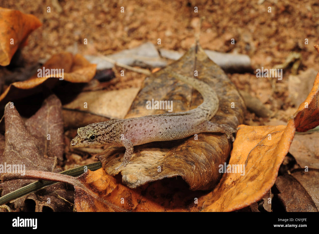 Avvistato gecko nana, pezzata gecko (Sphaerodactylus millepunctatus), uno dei più piccoli del mondo gechi seduto su una foglia secca, Honduras, Roatan, isole di Bay Foto Stock