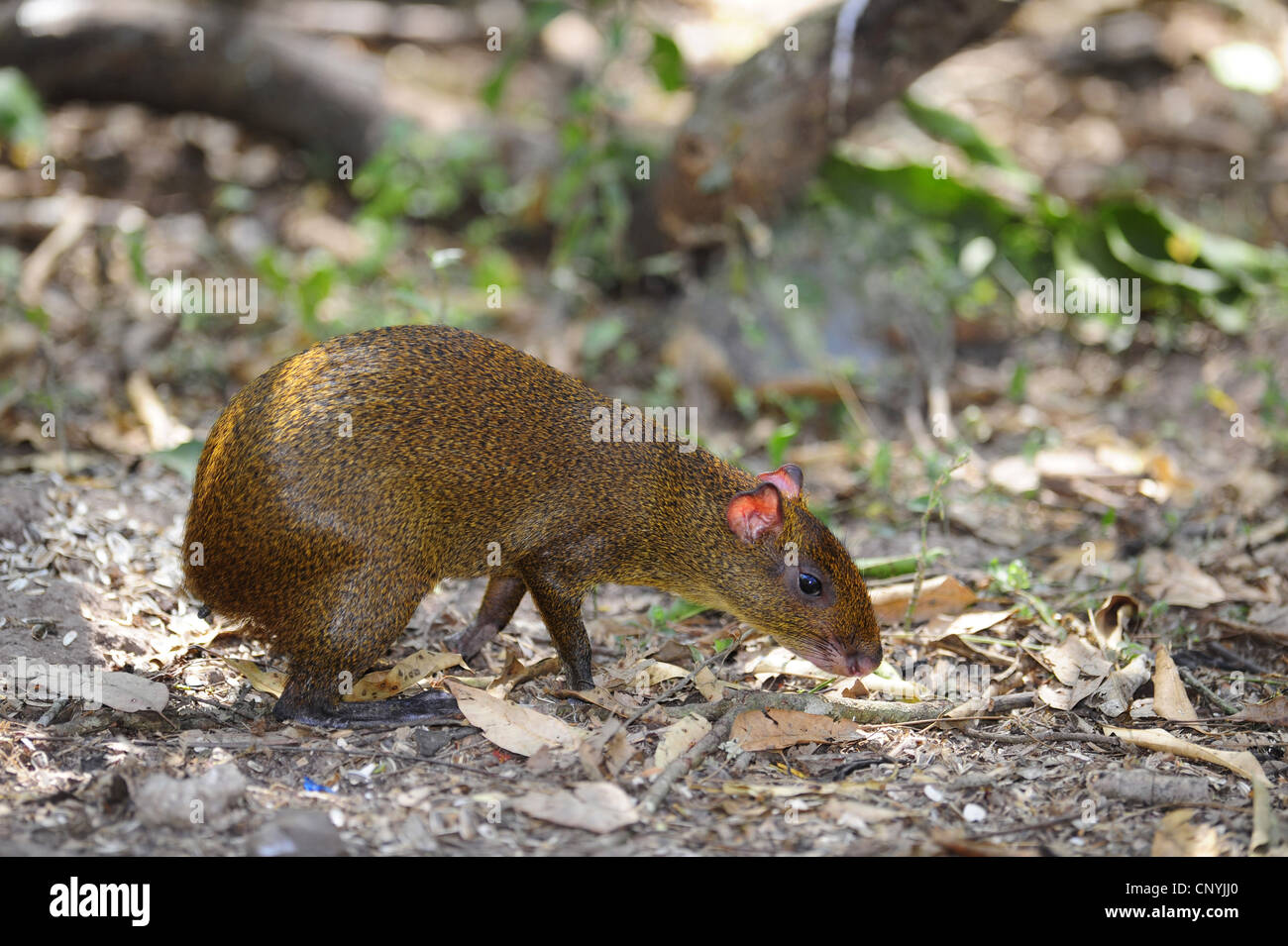 America centrale (agouti Dasyprocta punctata), camminando sulla terra foresta, Honduras, Copan Foto Stock