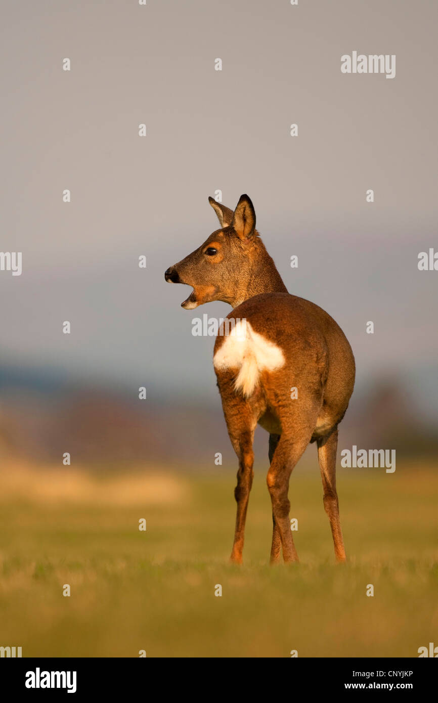 Il capriolo (Capreolus capreolus), doe in piedi in un campo, Regno Unito, Scozia, Cairngorms National Park Foto Stock