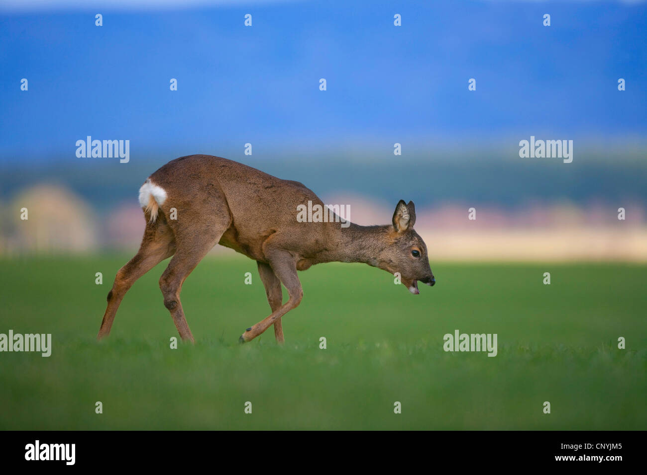 Il capriolo (Capreolus capreolus), doe camminando su un prato, Regno Unito, Scozia Foto Stock