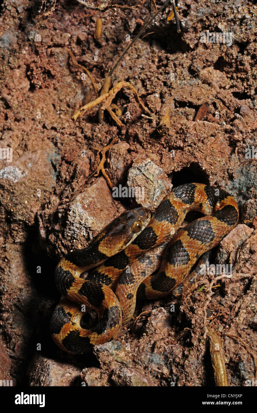 Machete Savane, cat-eyed notte Snake (Leptodeira annulata ), sul suolo della foresta, Honduras, Copan Foto Stock