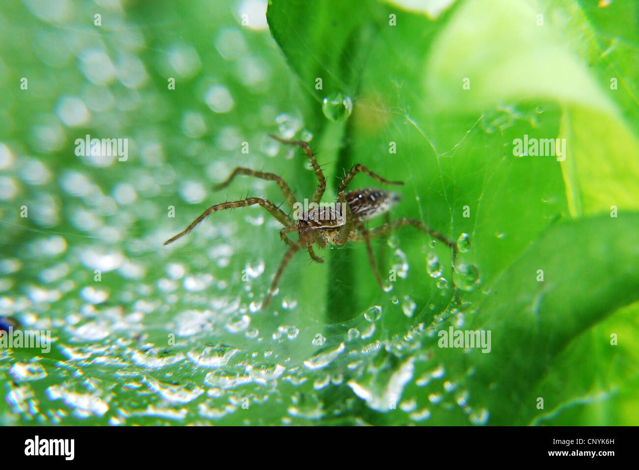 Ragni nel nido Foto Stock
