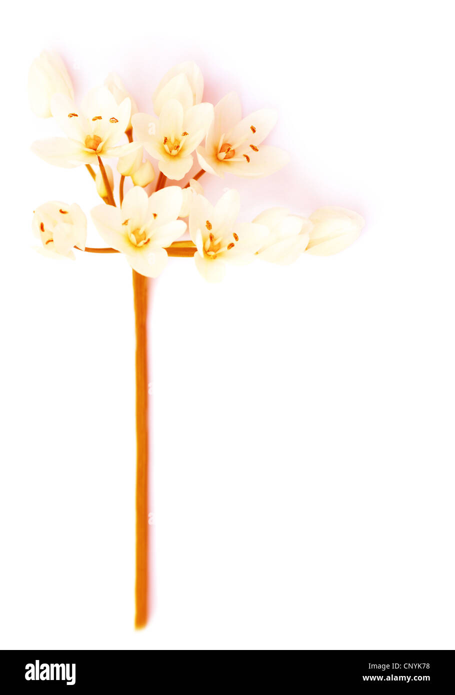 Bianco freschi fiori di primavera isolato, il fuoco selettivo Foto Stock